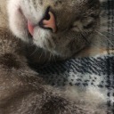 catsarethemoon avatar