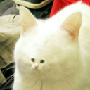 catsastat avatar