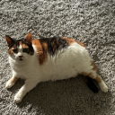 catsatonthemat avatar