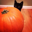 catsaystrickortreat avatar