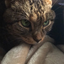 catscatsandcatsandmorecats avatar