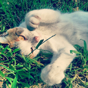 catscatscattycatcats-blog avatar