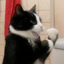 catsdoingshit-blog avatar