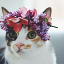 catsflowersandgirls avatar