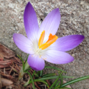 catsflowerscrystals avatar