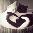 catsforbrokenhearts avatar