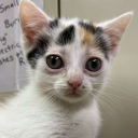 catshapedalien avatar