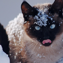 catsinrainorsnow avatar