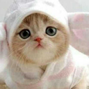 catslickmynosesometimes avatar