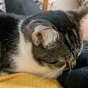 catsnbooksnpens avatar