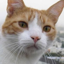 catsof-blog avatar