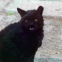 catsofginseng avatar