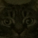 catsofhorror avatar