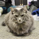 catsoftheeastside avatar