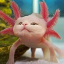 catsolotl avatar