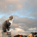 catsontheceiling avatar