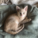 catsplaza avatar
