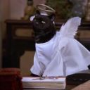 catsstarsandkinks avatar