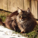 catstantinople avatar
