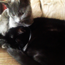 catsthatarelikemycats avatar