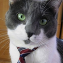 catsthatlooklikepoliticians avatar