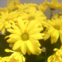 catstudieshistory avatar