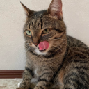 catsunderthebush avatar