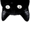 catsunderyourbed-blog avatar