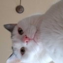 catsunova avatar