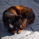 catswhiskerss avatar