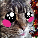 catswithattitude avatar