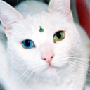 catswithbindis-blog avatar