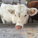 cattle-and-chaos avatar