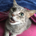 cattobkittenme avatar