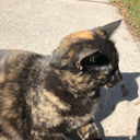 cattycommunist avatar