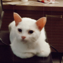 catvengersassemble avatar