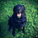 catwhiskers91 avatar