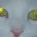 catwire avatar