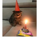 catwithabirthdayhat avatar