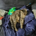 catwithmanyhats avatar