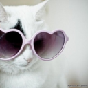 catwithsunglasses avatar