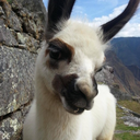 catz-and-thingz avatar