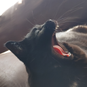 catzarebetterthanpeople avatar