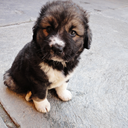 caucasian-shepherd-dog avatar