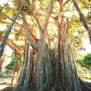 caughtonsamsung avatar