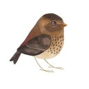 cauliflower346 avatar