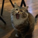 causticcontemplation avatar