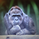 cavemansightings avatar