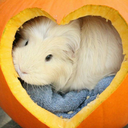 cavy-the-dragon avatar