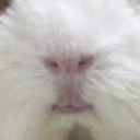 cavycavy-blog avatar